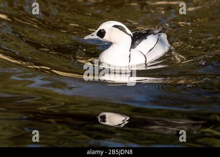 Une odeur solitaire nage à travers l'eau en regardant quelque chose hors du tir Banque D'Images