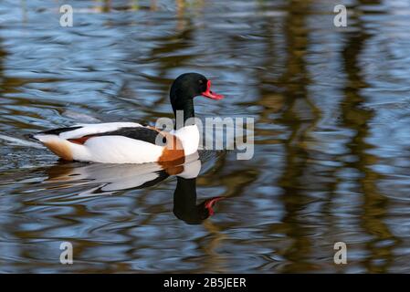 Un canard solitaire est isolé sur l'eau. Banque D'Images