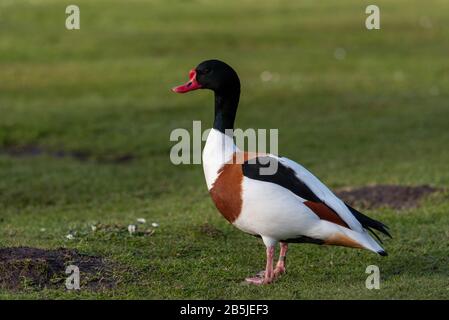 Un canard à l'abri solitaire est isolé sur l'herbe . Banque D'Images