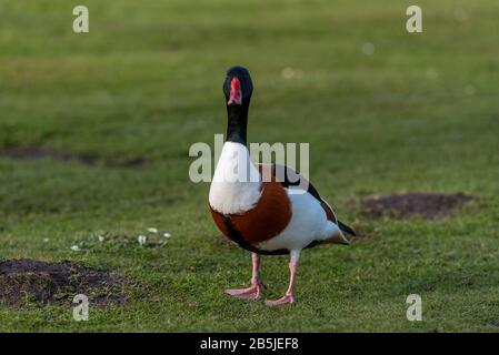 Un canard à l'abri solitaire est isolé sur l'herbe . Banque D'Images