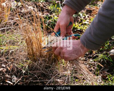 Le jardinier taille les herbes ornementales au début du printemps. Banque D'Images