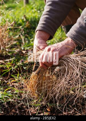 Le jardinier taille les herbes ornementales au début du printemps. Banque D'Images