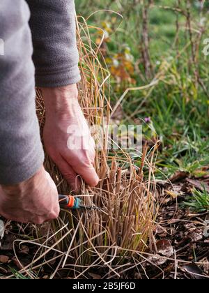 Le jardinier taille les herbes ornementales au début du printemps. Banque D'Images