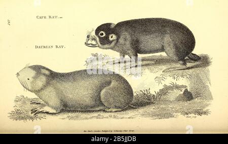 Divers Rats de la zoologie générale ou de l'histoire naturelle Systématique Vol 2 Mammalia, par Shaw, George, 1751-1813; Stephens, James Francis, 1792-1853; Heath, Charles, 1785-1848, graveur; Griffith, Mme, graveur; Chappelow. Copperplate Imprimé à Londres en 1801 par G. Kearsley Banque D'Images