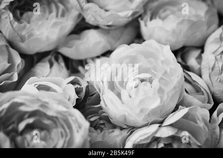 Un bouquet de belles pivoines de différentes couleurs. Gros plan. Noir et blanc Banque D'Images