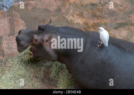 Flusspferd (Hippopotamus Amphibius), Afrykarium, Zoo, Breslau, Niederschlesien, Polen Banque D'Images