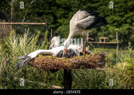 Paire d'oiseaux Cigogne blanche sur un nid pendant la période de nidification au printemps Banque D'Images