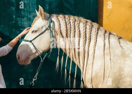Cheval blanc avec des tresses dans la écurie. Banque D'Images