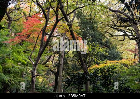 Arbres montrant des feuilles et des couleurs d'automne, Tokyo, Japon Banque D'Images