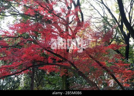 Grand érable japonais montrant des feuilles d'automne rouges Banque D'Images