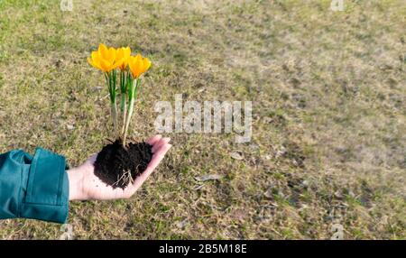 Belle photo de fleurs de crocus jaune dans les mains femelles avec une poignée de sol avec place pour le texte ou l'espace de copie. Mains avec des Primroses sur un backgroun Banque D'Images