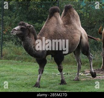 Animaux dans leurs expositions au zoo de Chester crédit Ian FairBrother/Alay stock Photos Banque D'Images