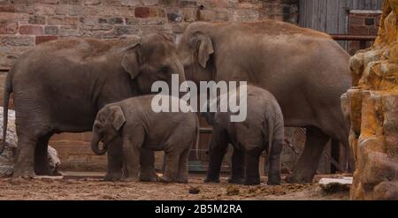 Animaux dans leurs expositions au zoo de Chester crédit Ian FairBrother/Alay stock Photos Banque D'Images