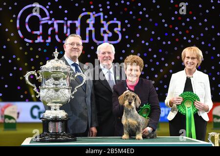 Maisie, le gagnant de la meilleure exposition de Dachshund à poil Métallique 2020 au Birmingham National Exhibition Centre (NEC) pendant le Crufts Dog Show. Banque D'Images