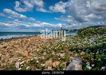 Marguerites succulentes et autres fleurs sauvages qui poussent sur la côte rocheuse de la baie de Tokomaru en été chaud Banque D'Images