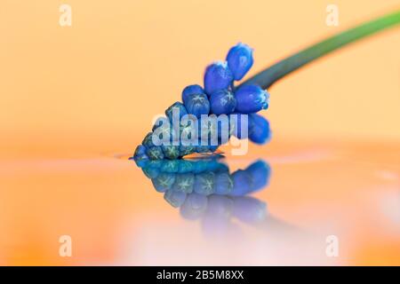 Un portrait d'une jacinthe de raisin bleu, également appelée muscari, sur un fond orange touchant la surface encore de l'eau. L'eau agit comme un mirr Banque D'Images