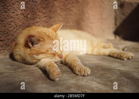 Un chat de gingembre mignon dorment sur un sol en pierre près de la maison en été. Banque D'Images