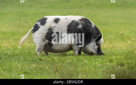 Un porc noir et blanc mangeant de l'herbe. Banque D'Images