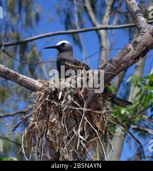 Nodule (Anous stolidus) assis sur Nest, île Heron, CCapricorne Bunker Grouip, Grande barrière de corail, Queensland, Australie Banque D'Images