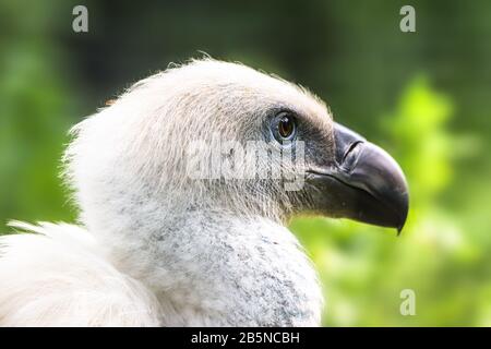 Portrait de profil gros plan d'oiseau blanc Griffon Vautour. Blanc eurasien Griffon Vautour (Gyps fulvus) avec les arbres forêt hors de l'accent vert bokeh backgro Banque D'Images