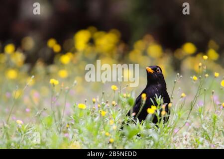 Blackbird mâle assis manger sur l'herbe verte (Turdus merula) entre les fleurs de pissenlit jaune. Le chant du songbird noir sur l'herbe est hors de la mise au point Banque D'Images