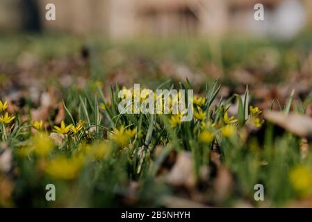 Premières fleurs sauvages de printemps - Gagea lutea (étoile jaune de Bethléem) dans des conditions de croissance naturelle. Plantes vivaces et fleurs jaunes formant des bulbes Banque D'Images