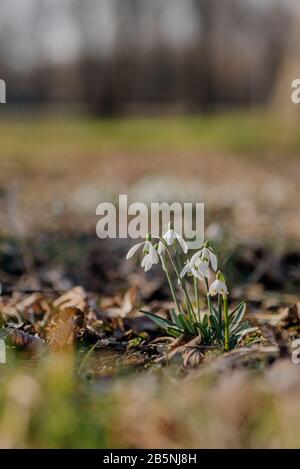 Chute de neige blanche en fleurs pliée ou Galanthus plicatus avec fond forestier. Journée ensoleillée du printemps, symbole du printemps, gros plan, début du printemps dans le parc Banque D'Images