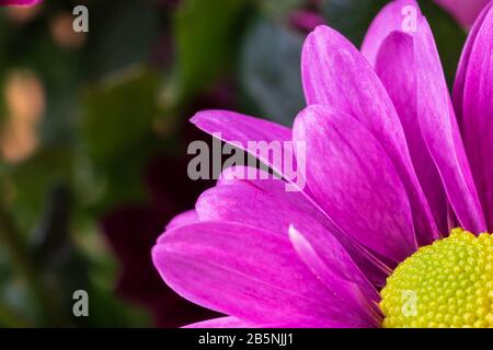 Belle chrysanthème fleurs macro abstrait art fond. Fleurs roses et purplen dahlia avec espace de copie pour le texte. Banque D'Images