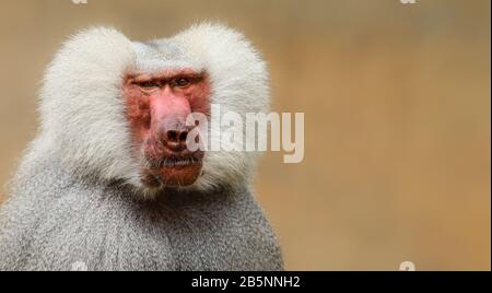 Singe de babouin adulte (pavian, Papio hamadyas) proche expression du visage en observant en regardant la caméra avec un fond de bokeh brun dehors f Banque D'Images