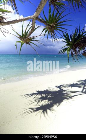 Pandanus sur la plage, île Heron, Grande barrière de corail, Queensland, Australie Banque D'Images