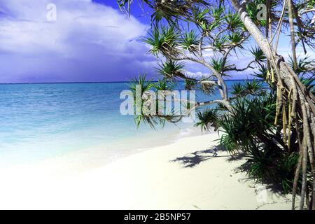 Pandanus sur la plage, île Heron, Grande barrière de corail, Queensland, Australie Banque D'Images