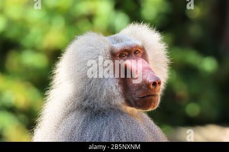 Singe de babouin adulte (pavian, Papio hamadyas) proche expression du visage en observant en regardant avec vigilance regarder l'appareil photo avec fond de bokeh vert f Banque D'Images