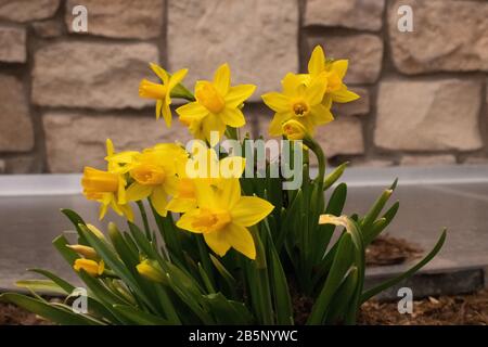 Printemps 2020 les jonquilles montrant leur couleur au début du mois de mars Banque D'Images