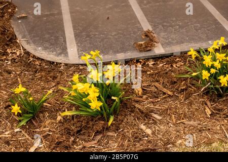 Printemps 2020 les jonquilles montrant leur couleur au début du mois de mars Banque D'Images