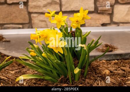 Printemps 2020 les jonquilles montrant leur couleur au début du mois de mars Banque D'Images