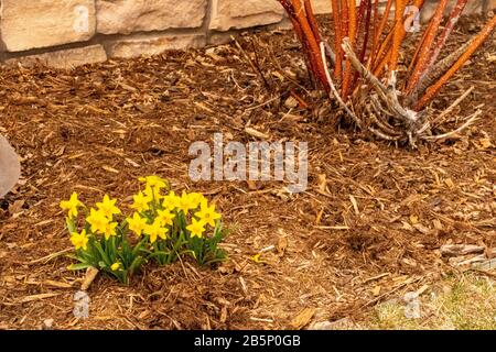 Printemps 2020 les jonquilles montrant leur couleur au début du mois de mars Banque D'Images