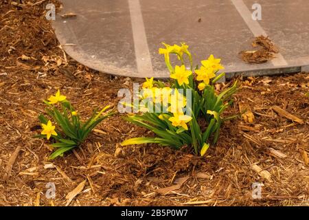 Printemps 2020 les jonquilles montrant leur couleur au début du mois de mars Banque D'Images