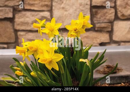 Printemps 2020 les jonquilles montrant leur couleur au début du mois de mars Banque D'Images