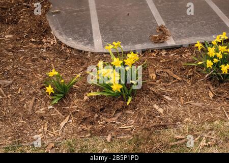 Printemps 2020 les jonquilles montrant leur couleur au début du mois de mars Banque D'Images