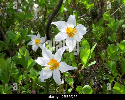 gros plan sur un trio de fleurs de nénuphars avalanches au mt boulanger Banque D'Images