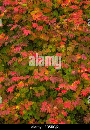 Érable De Vigne, Acer Circinatum, Three Sisters Wilderness, Willamette-Deschutes National Forest, Oregon Banque D'Images