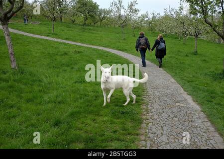 Printemps de Prague, un couple marche main dans la main le long du chemin incurvé à travers le verger du parc Petrín, avec un chien blanc contre l'herbe verte Banque D'Images