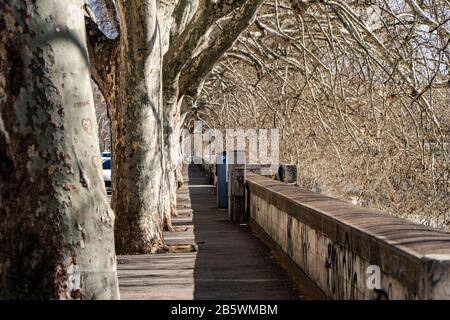 Lungotevere, allée d'arbres d'avion avec des feuilles sèches en hiver sur Embankment de la Tiber River dans la ville de Rome, Italie Banque D'Images