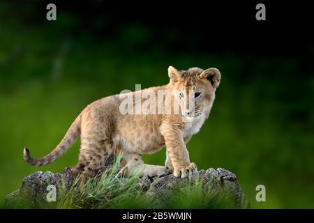 Lion africain cub sur la pierre à fond vert dans le parc national du Kenya, Afrique. Animal dans l'habitat. Faune et flore de la nature Banque D'Images