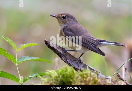 La jeune flycatcher roux (ficedula parva) pose gracieuse sur une petite branche avec un fond propre Banque D'Images