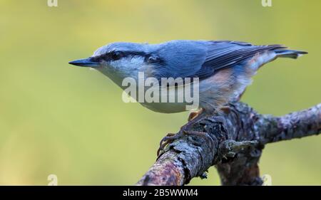 La nuthatch eurasien (sitta europaea) a alerté en posant sur une ancienne branche dans la forêt sombre Banque D'Images