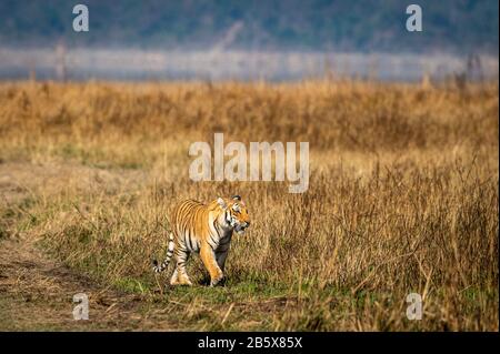 Tigre sauvage sur le châle Tigresse marcher dans un beau paysage de prairie arrière-plan de dhikala zone safari au parc national de jim corbett inde Banque D'Images