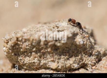 Velours ant (Smicromyrme rufipes) Banque D'Images