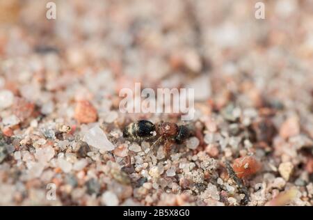 Velours ant (Smicromyrme rufipes) Banque D'Images