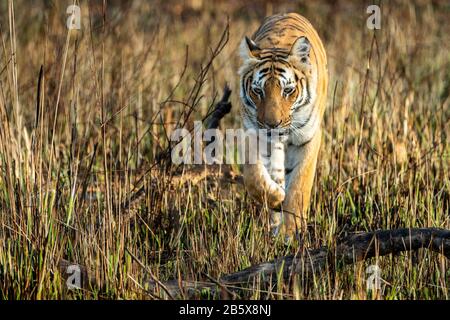 Tigre sauvage marchant dans les prairies de la zone dhikala au parc national de jim corbett ou réserve de tigre, uttarakhand, inde - panthera tigris Banque D'Images